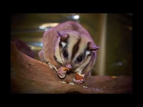 Sugar glider Facts
