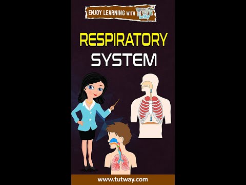 Respiratory System | Human Respiratory System | Science #shorts