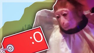 Taggy Loves Monkeys @SnowyPackel