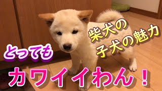 【第３４話　柴犬の子犬の魅力をご紹介します　ワンちゃんを飼おうとしてる方や癒されたい方必見です😄】