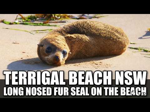 🦭 Juvenile Long-Nosed Fur Seal Hauls Out on Terrigal Beach NSW | Parks & Wildlife Monitoring