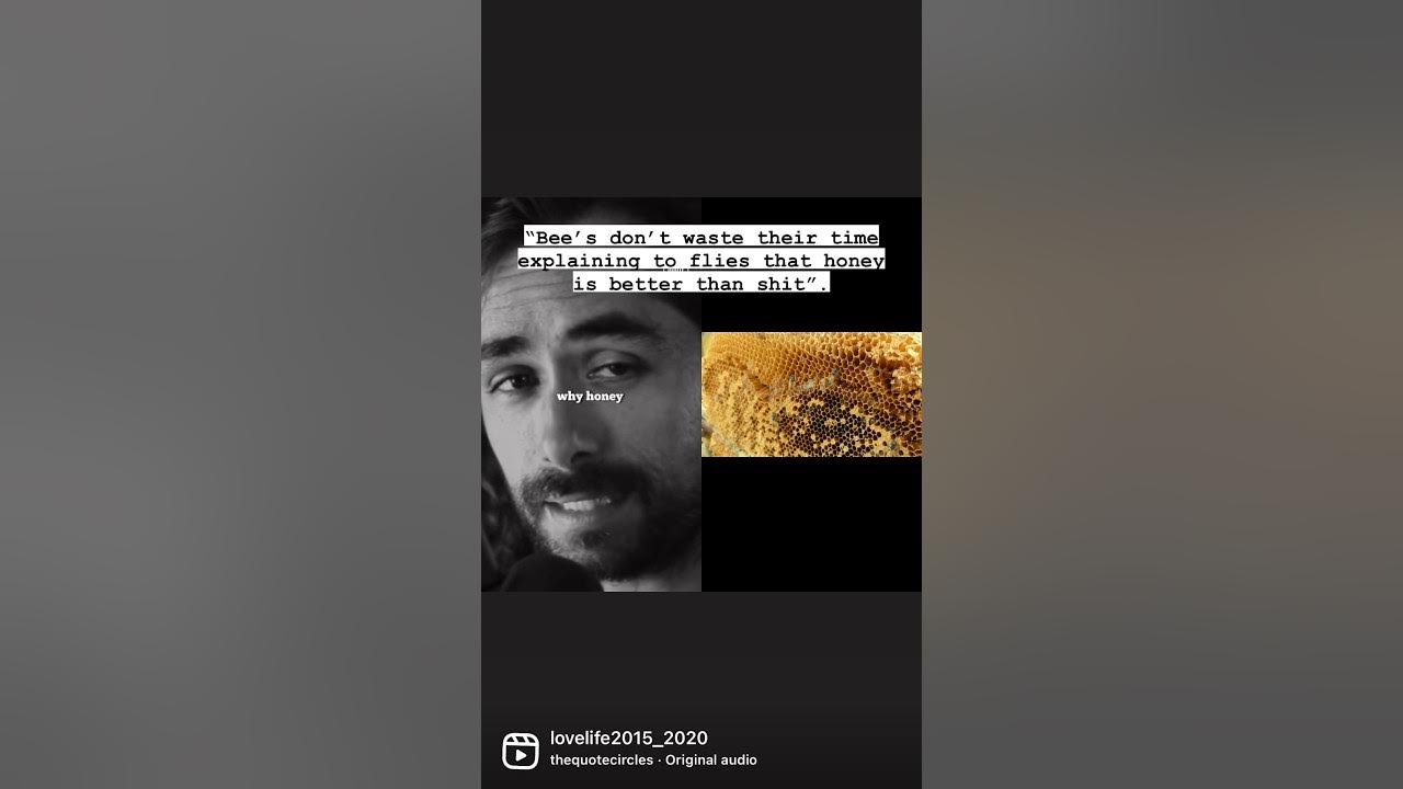 Bee s Don t Waste Their Time Explaining To Flies That Honey Is Better bee-s-don-t-waste-their-time-explaining-to-flies-that-honey-is-better