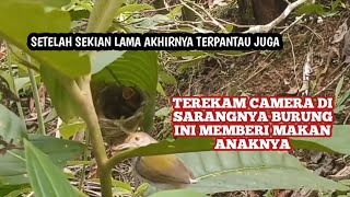 Download Lagu TERPANTAU DI JARAK YANG SANGAT DEKAT BURUNG PRENJAK MEMBERI MAKAN ANAKNYA MP3