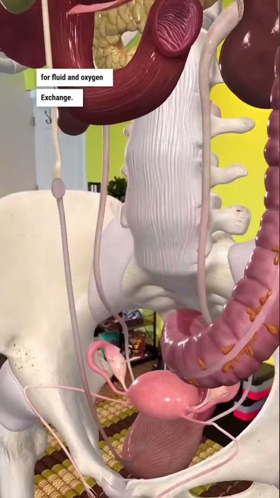 Belly Button Inside Diagram