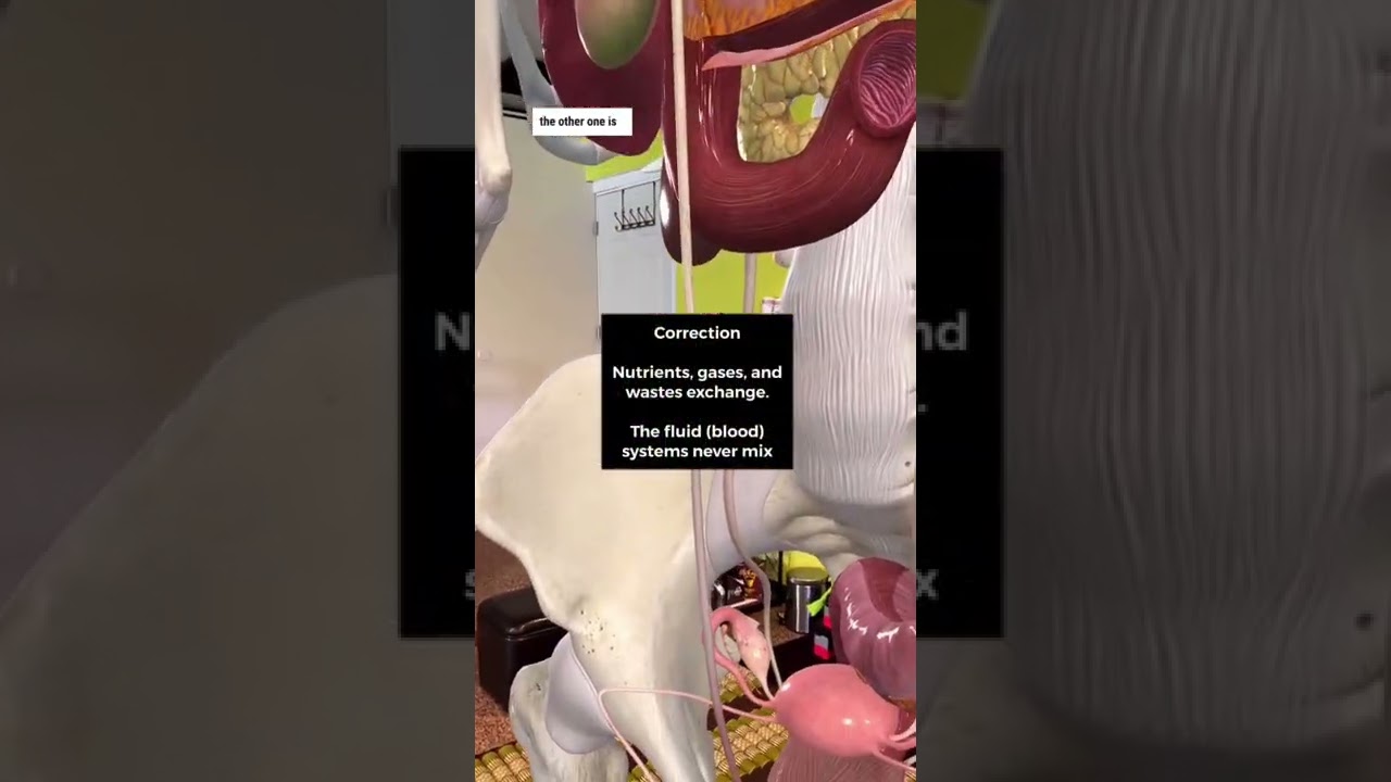 Тайна пупка