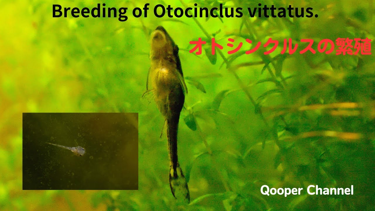 オトシンクルス ビッタータスの繁殖