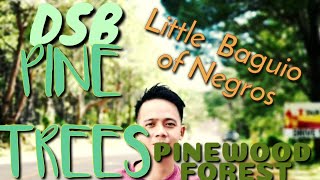 DSB  PINEWOOD FOREST SUMMER CAPITAL OF NEGROS OCCIDENTAL #LITTLEBAGUIOOFNEGROS Dsb Pinewood
