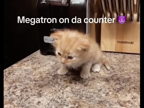 Megatron On Da Counter 😈  - Full Tiktok #kitty Saga