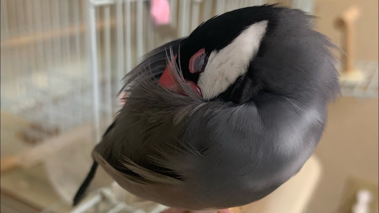 鳥さんライブ🐥 - YouTube