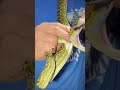 金ハブドアップ #ハブ