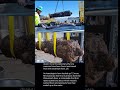 dozen more Revolutionary War-era cannons have been found and raised from the Savannah River