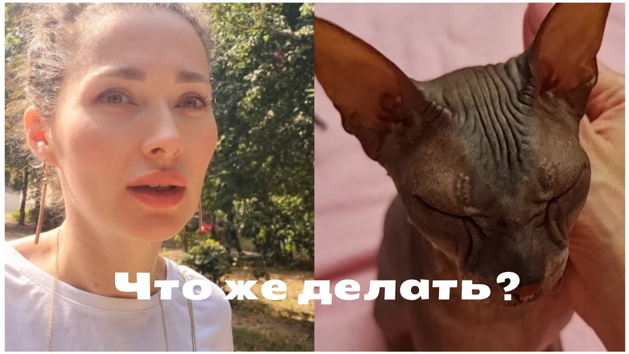 Я из Донбасса(Торецк)Киев 30.08.23 Громкая ночь🚀💥/Чем кормить Мерси?/В Торецке громко