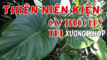 Thiên Niên Kiện - Có Bình Rượu Cây Này Cả Đời Chẳng Lo Về Xương Khớp