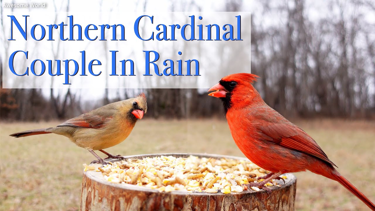 Northern Cardinal in rain, 4K Bird Video, Awesome World Short Video 005