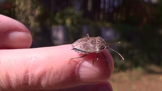 Brown Marmorated Stink Bug Friend 1 HQ HD