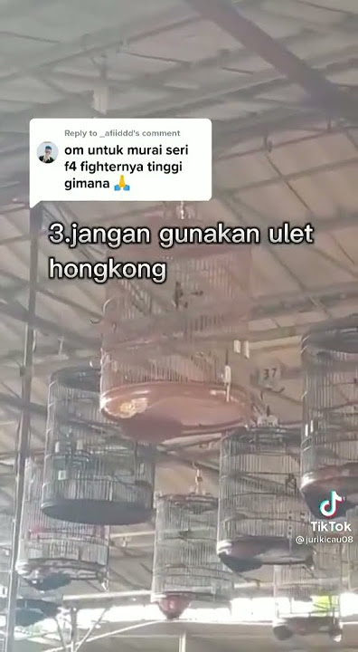 Cara mengatasi burung murai batu galak