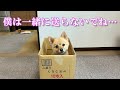 【仕送り】娘と孫に仕送りを送ります!