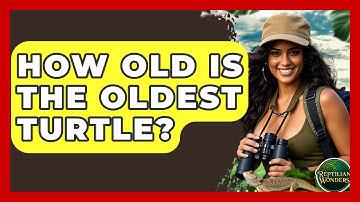 How Old Is The Oldest Turtle? - Reptilian Wonders