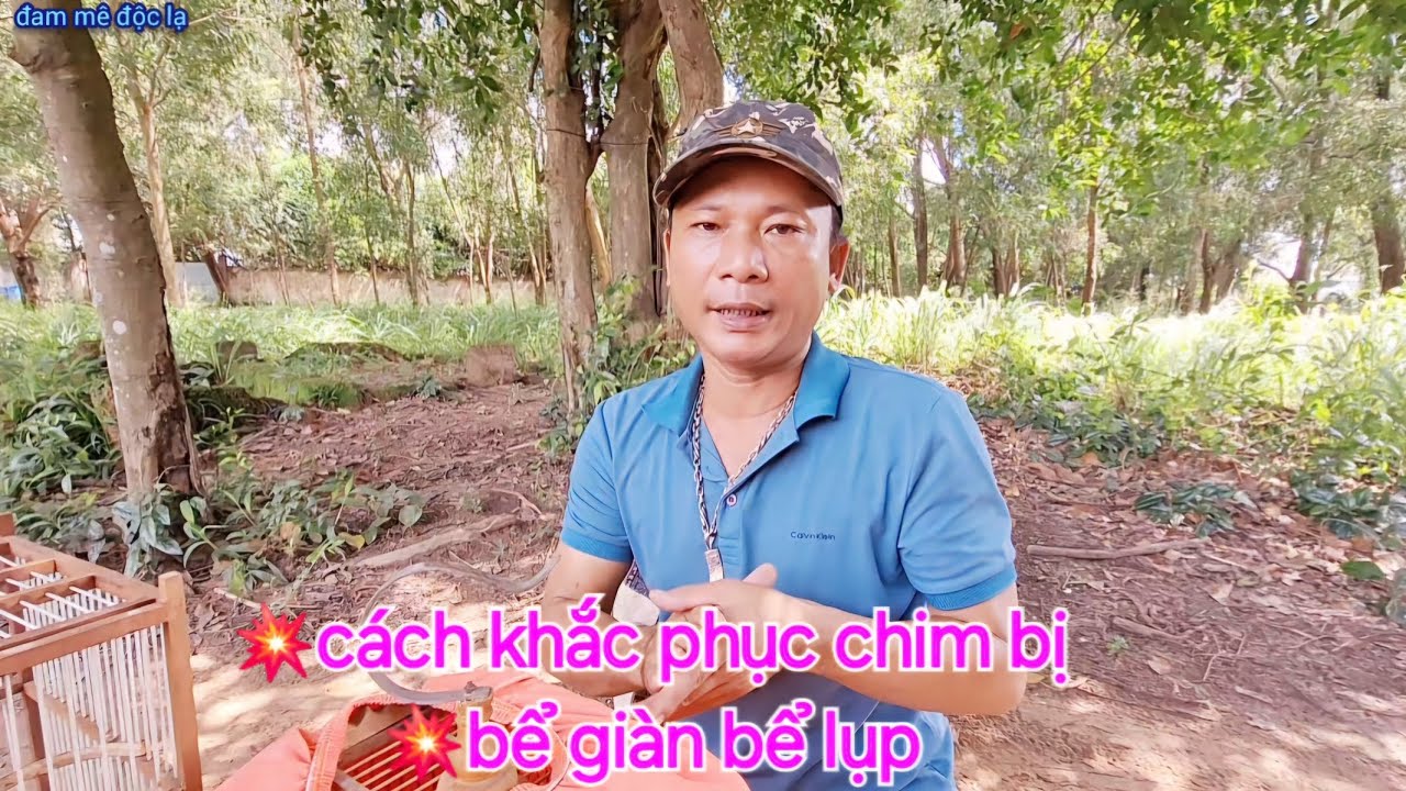 Cách Phục Hồi Chim Bị Bể Giàn Bể Lụp Hiệu Quả Cao | Bạn Nên Biết | đam mê độc lạ