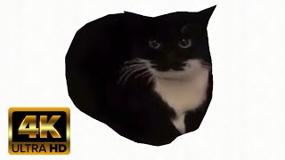 Maxwell the Cat Spinning in 4K60FPS