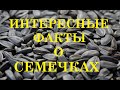 Семечки - польза, вред и интересные факты