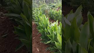 arrow root-koova #petalsandpines #garden #farming #arrowroot #nature #plants