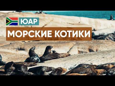 Где живут Морские Котики | Кейптаун | ЮАР 🇿🇦
