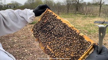 First Hive Inspection after Nuc install! Bees are expanding like crazy