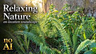 Relaxing Nature Video | Quiet Green Nature screenshot 3