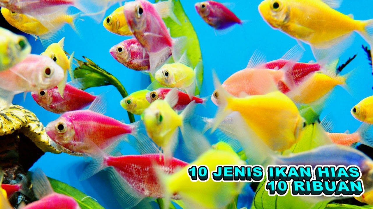 10 Jenis ikan hias air tawar cantik harga 10 ribuan