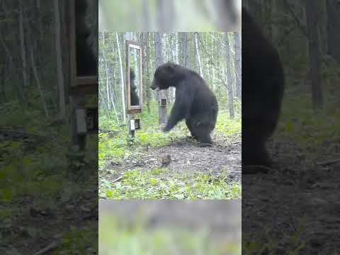 Медведь И Зеркало. Shorts Медведь Фотоловушка