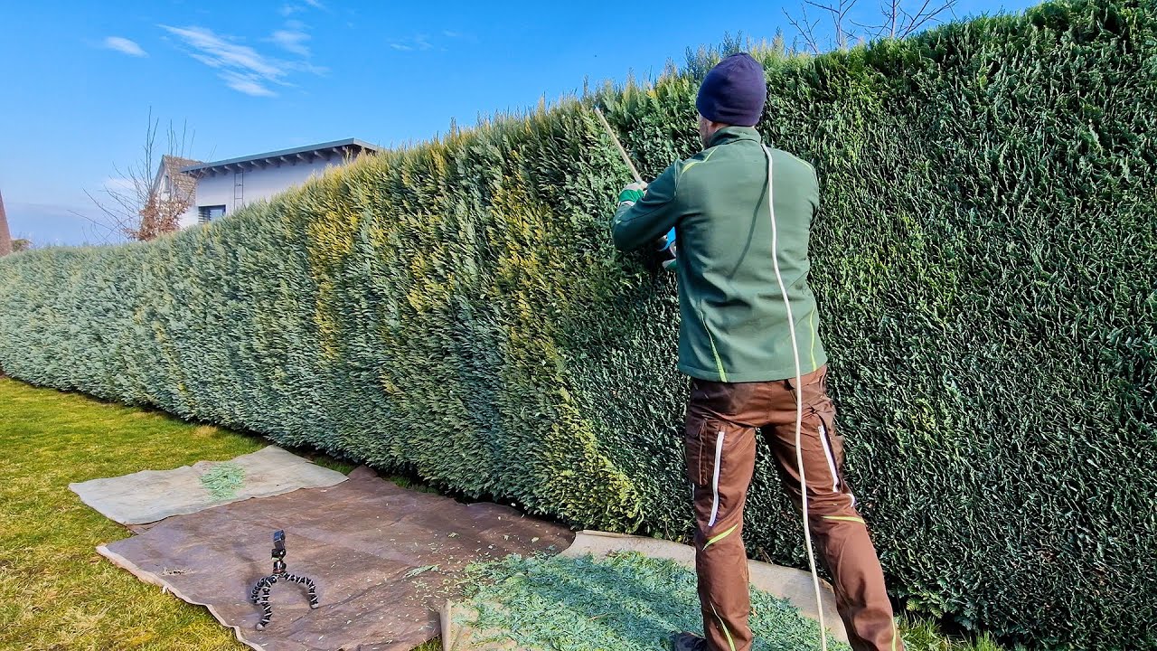 Satisfying Annual Pruning Of A Large Conifer Hedge - YouTube