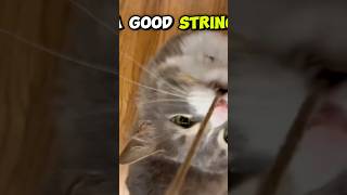 Go Hugo! #touchtalktoytime with a simple string! #petyourpet