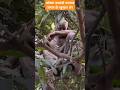 कोबरा कमांडों मतलब जंगल के शेर _ jangal ke sher #commando #indianarmy #cobracommando #pahalgam