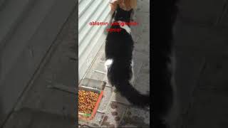 Teşekkür Ablam Kesene Bereket