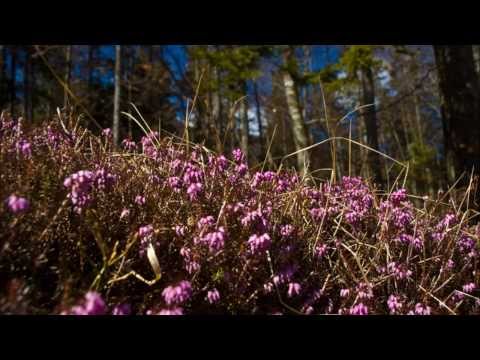 Video: Zimzeleni grmi za senco - poiščite zimzeleni grm, ki ljubi senco za vrt