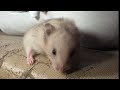 Nibbles | Lost Hamster | Winter’s Home