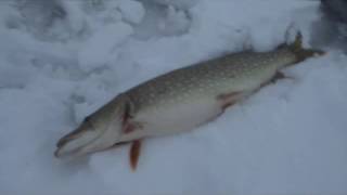 Рыбалка на жерлицы!!! Открытие сезона на Старом Салтове!! Виктор Емельяненко Харьков(Рыбалка на жерлицы!!! Открытие сезона на Старом Салтове!! Виктор Емельяненко Харьков https://vk.com/vv_frier Все, что..., 2016-12-05T18:07:15.000Z)