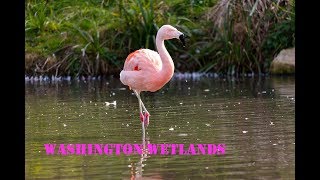 Washington Wetlands - Great Day Out for the Whole Family.