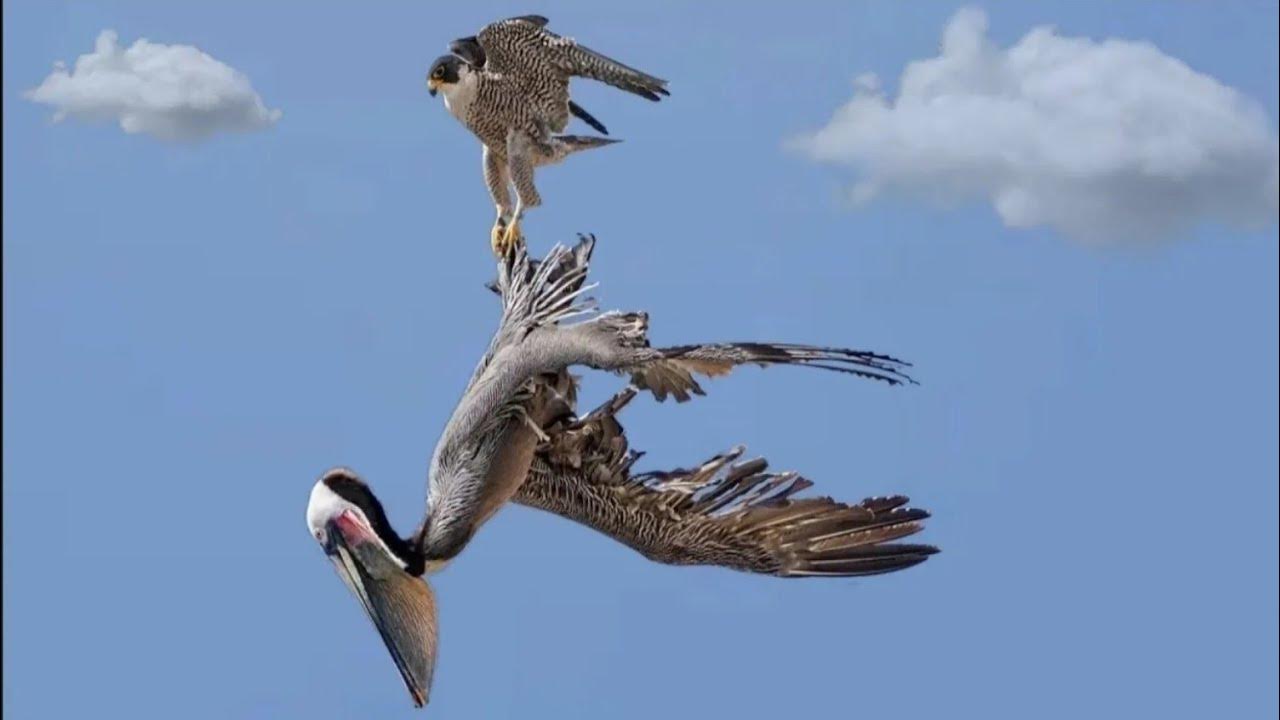 peregrine falcon attacking pelican! 😱😱😱 - YouTube