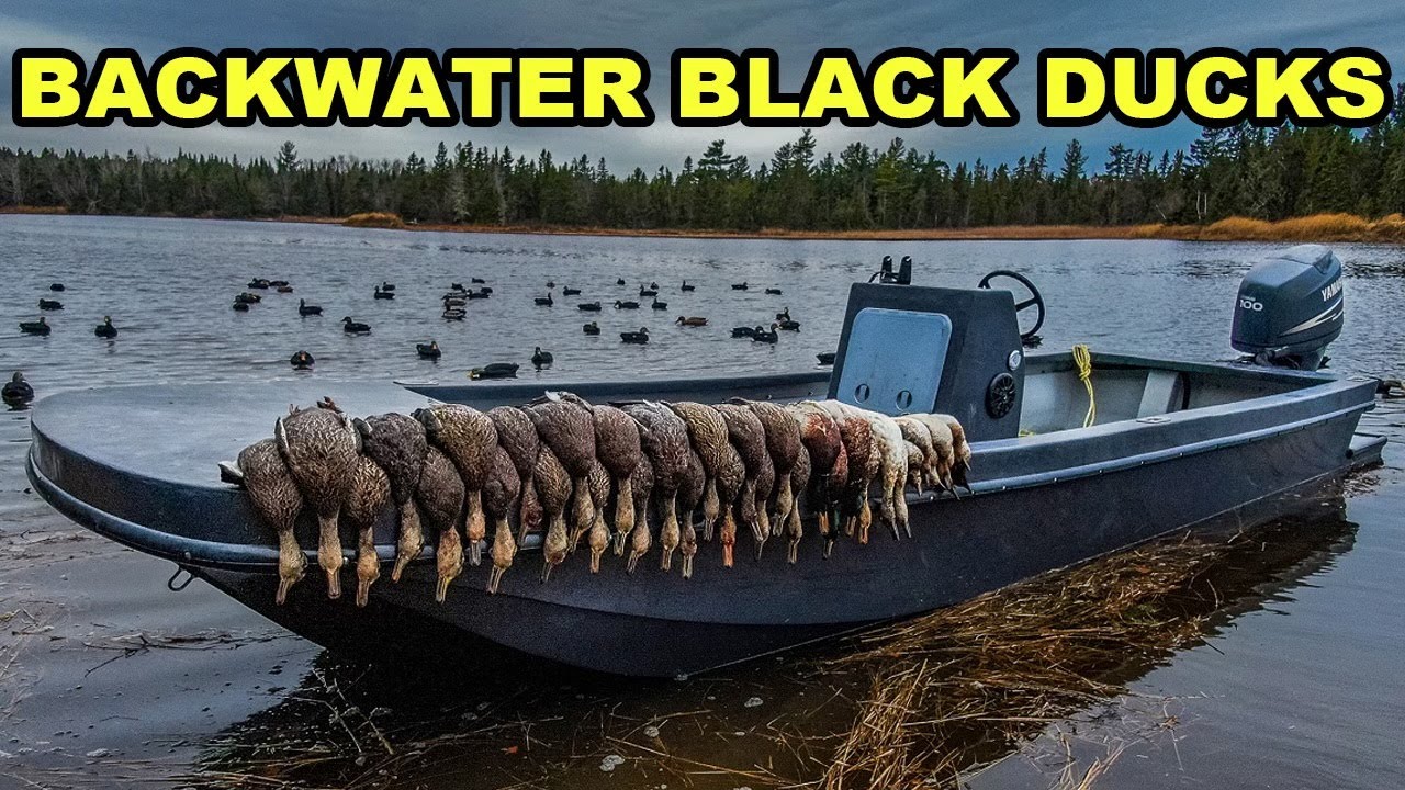 BLACK DUCKS GALORE!!! Backup Plan Turned Into A Banger Walk-in Duck Hunt!