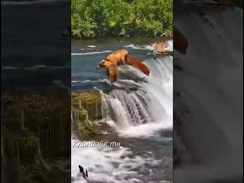 Медведь упал с водопада.
