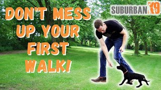 Puppy's First Walk! What to Do and What to Avoid!