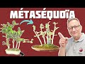 Metasequoia en bonsa  nejikan bonsai 