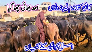 Khush-Khabri 💫! Top Katta Farming Plan | Modern Katti Farming | Best Farming Business in Pakistan 