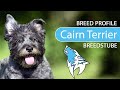 Cairn Terrier Breed, Temperament & Training の動画、YouTube動画。
