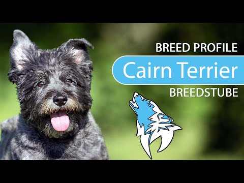 Video: Cairn Terrier Honde Ras Allergene, Gesondheid En Lewensduur