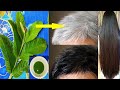 white hair to black hair and grow long hair overnight with guava leaves at home