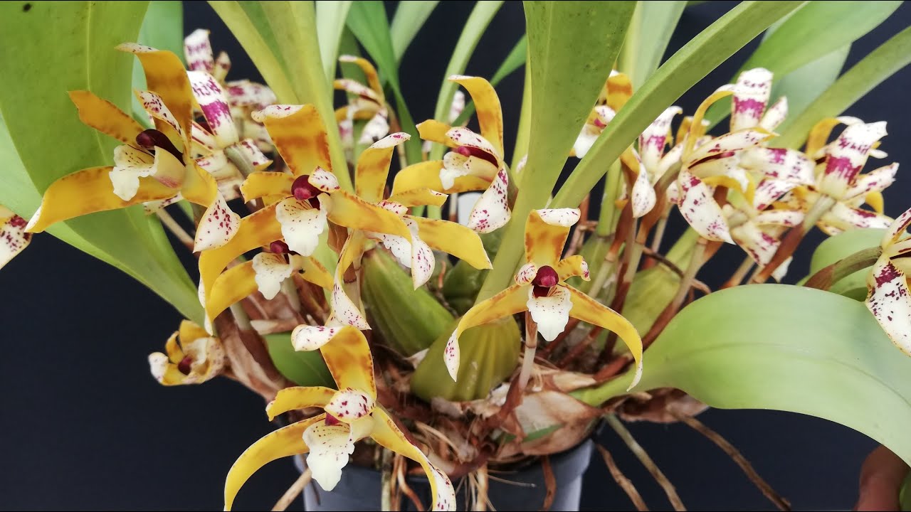 ¡MIRA ESTA HERMOSA ORQUÍDEA PERFUMADA Y MUY FÁCIL DE CUIDAR!
