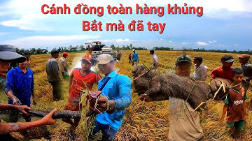 Vô mánh cánh đồng nhìu chuột khủng khi.ếp và bắt được con chuột cống nhum khủng lồ và rắn qua bự